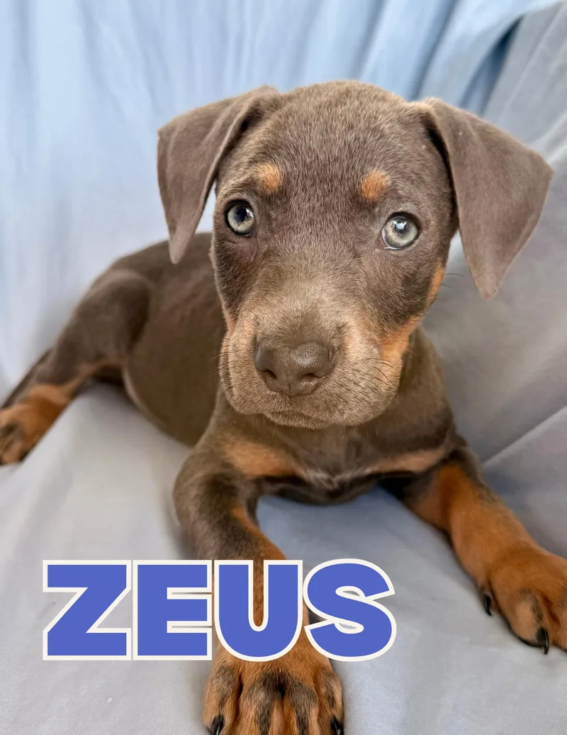 A baby large-sized male Gray / Blue / Silver Pit Bull Terrier dog named Zeus for adoption in Shalimar, FL
