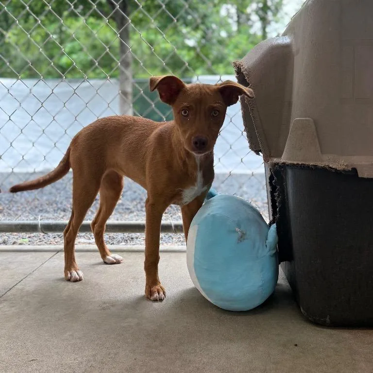 A baby small-sized female Feist dog named Ginger for adoption in Mount Gilead, NC