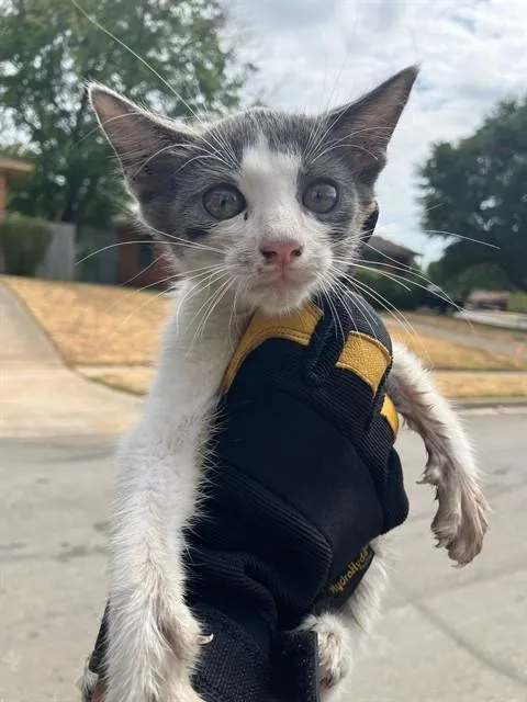 A baby small-sized male Domestic Short Hair cat named Cheese for adoption in Dallas, TX
