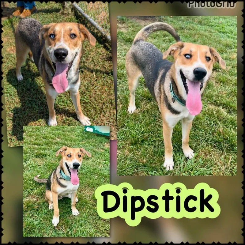 A young medium-sized male Shepherd dog named Dipstick aka bourbon for adoption in Blountville, TN