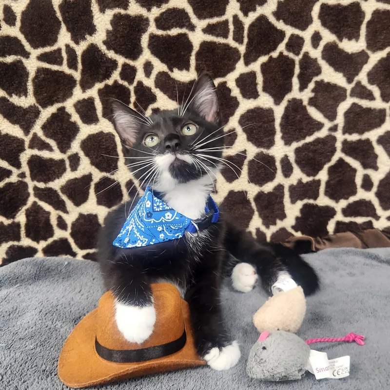 A baby medium-sized male Black & White / Tuxedo Domestic Short Hair cat named Colt for adoption in Hagerstown, MD