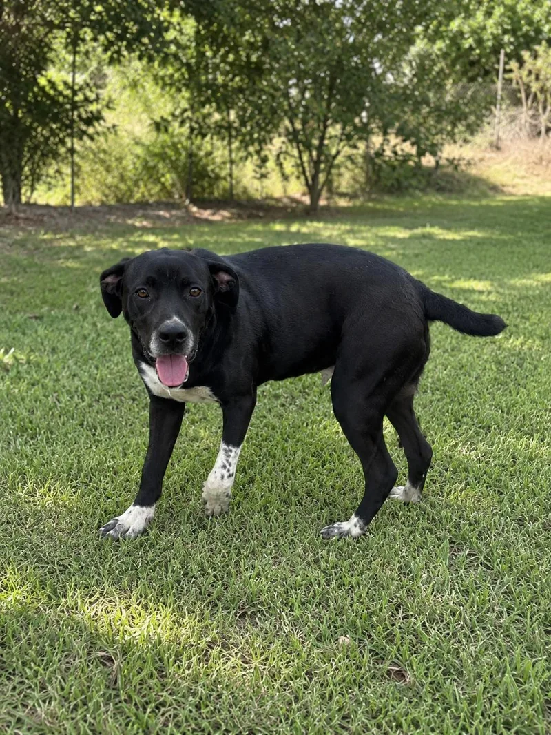 A young medium-sized male Labrador Retriever dog named Sam for adoption in Santa Monica, CA