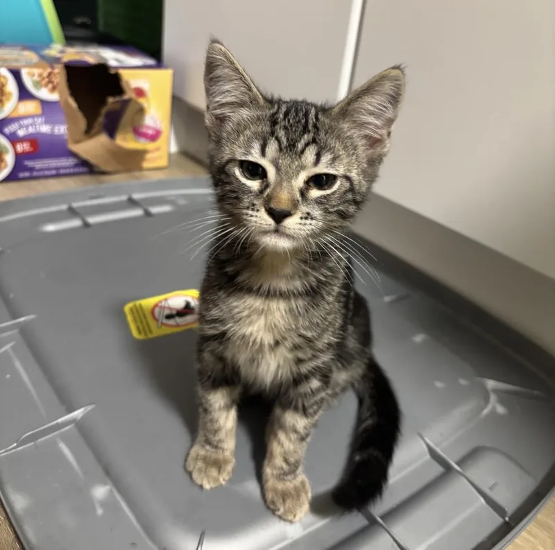A baby small-sized female Black Domestic Short Hair cat named Bear Wiggles for adoption in Chandler, AZ
