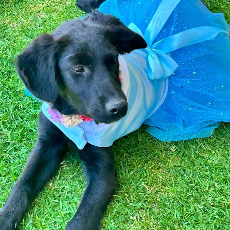 A baby medium-sized female Black Mixed Breed dog named Zahra for adoption in Plainfield, IL