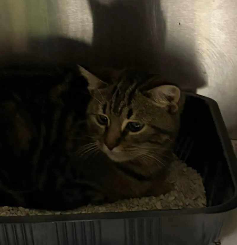 A young medium-sized male Domestic Short Hair cat named Americano for adoption in Springfield, GA