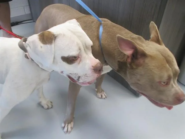 A young large-sized female Boxer dog named A for adoption in Ocala, FL