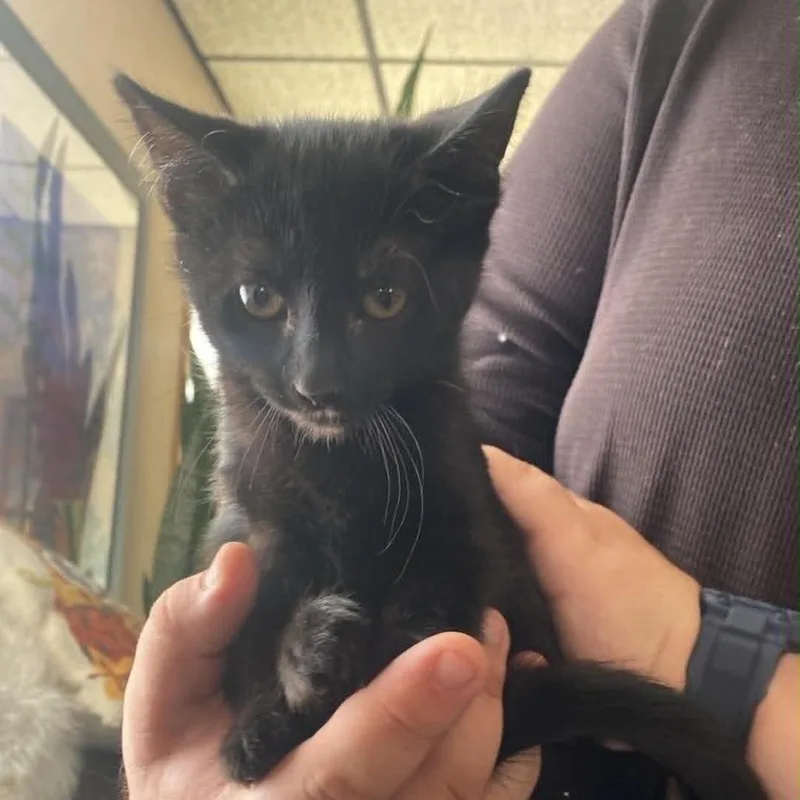 A baby small-sized female Black Domestic Short Hair cat named Sassafras for adoption in Minneapolis, MN