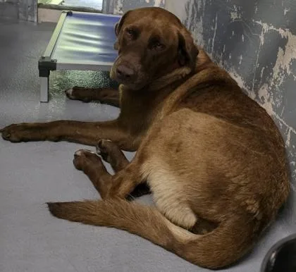 An adult large-sized male Labrador Retriever dog named Chocco for adoption in Blue Ridge, GA