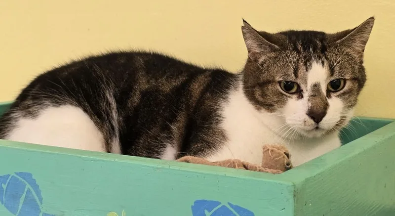 An adult medium-sized male Domestic Short Hair cat named Sid for adoption in Muskegon, MI