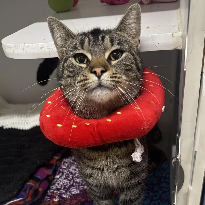 An adult large-sized female Brown / Chocolate Domestic Short Hair cat named Cathy for adoption in Dearborn, MI