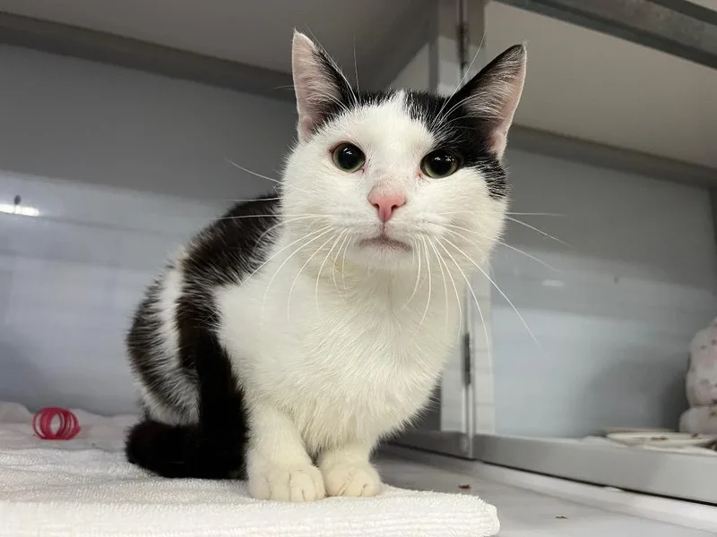 A young medium-sized male Domestic Short Hair cat named Swanlett for adoption in Raleigh, NC
