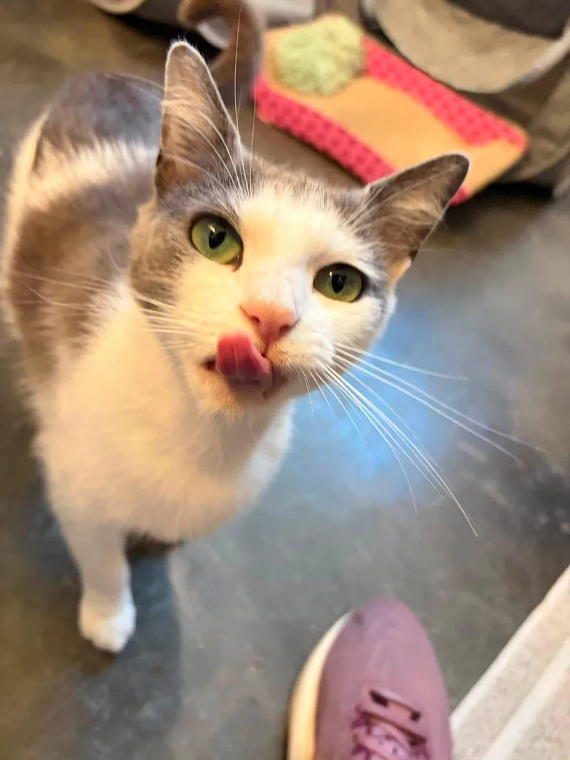 A young medium-sized female Domestic Short Hair cat named Gracie for adoption in Charlotte, NC