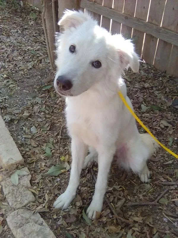 A young large-sized female Great Pyrenees dog named Amanda CS for adoption in Columbia, MD