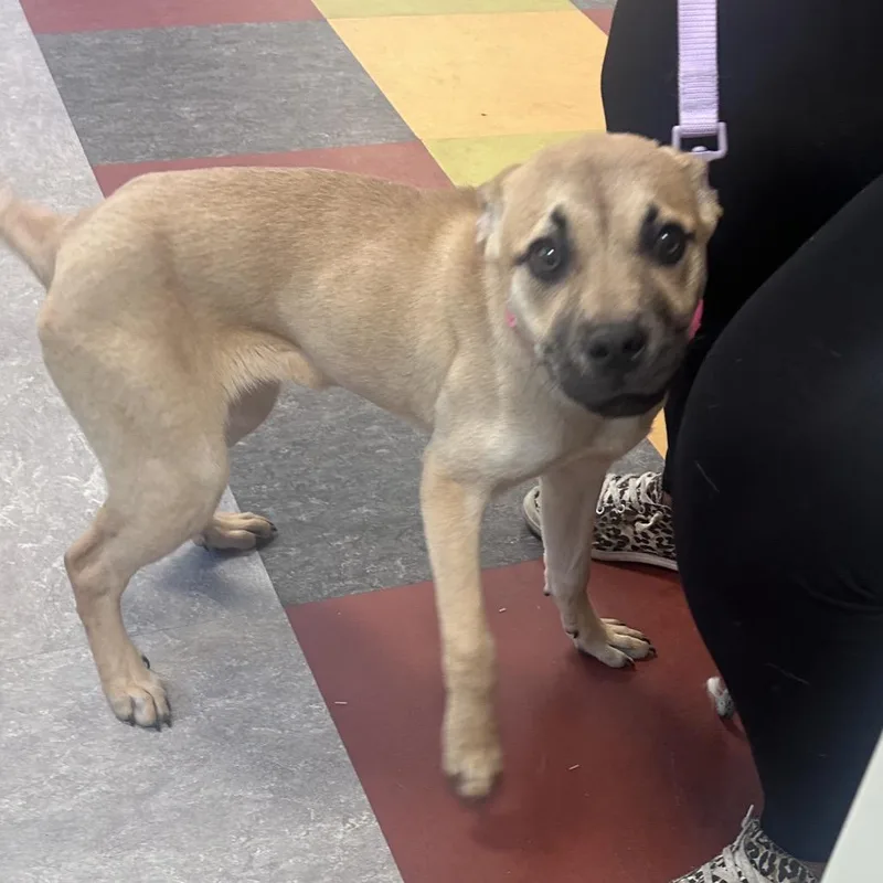 A young medium-sized female Yellow / Tan / Blond / Fawn Mixed Breed dog named Penelope Topaz for adoption in Philadelphia, PA