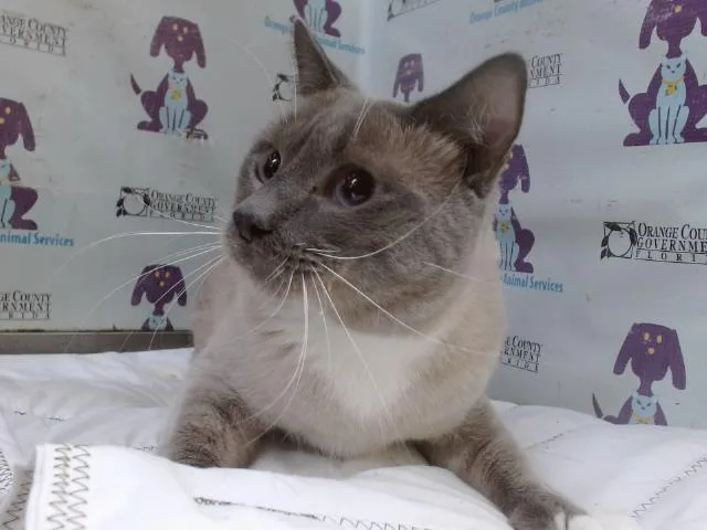 A young small-sized male Domestic Short Hair cat named Purr Baby for adoption in Orlando, FL