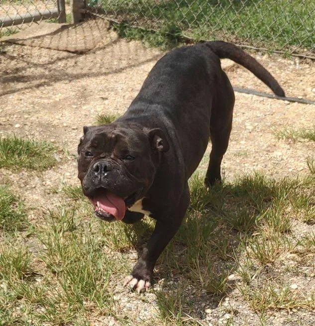 An adult medium-sized female Black Bulldog dog named Tinkerbell for adoption in Cape May Court House, NJ