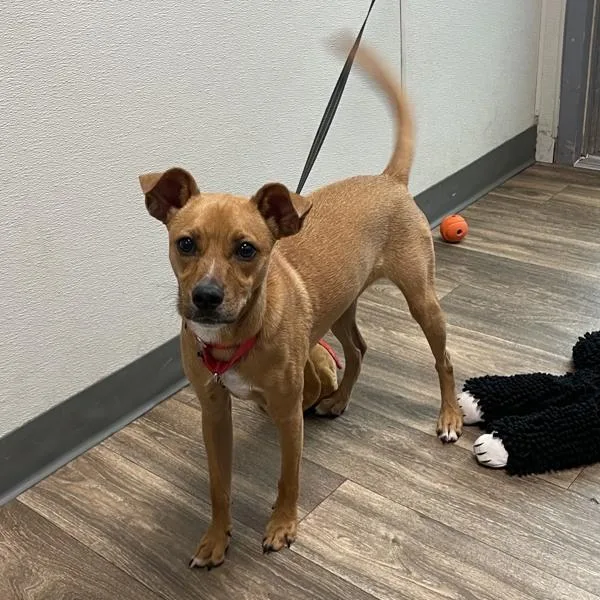 A young medium-sized male Chihuahua dog named Noche for adoption in San Diego, CA