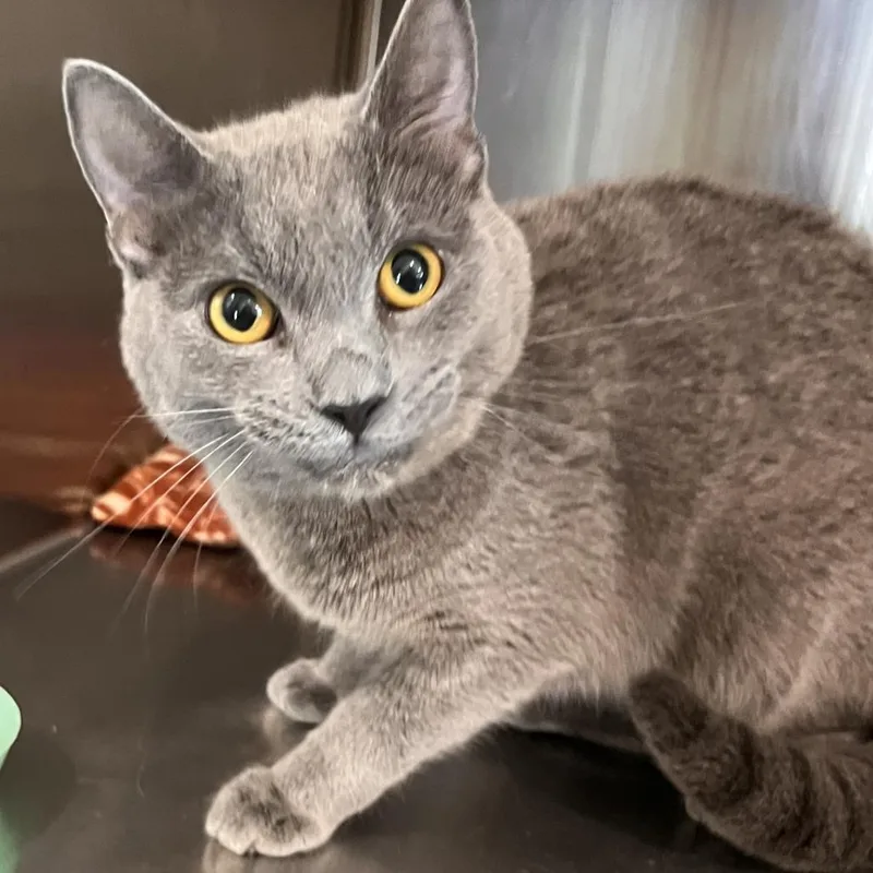 An adult medium-sized male Gray / Blue / Silver Domestic Short Hair cat named Leonardo for adoption in Washburn, MO