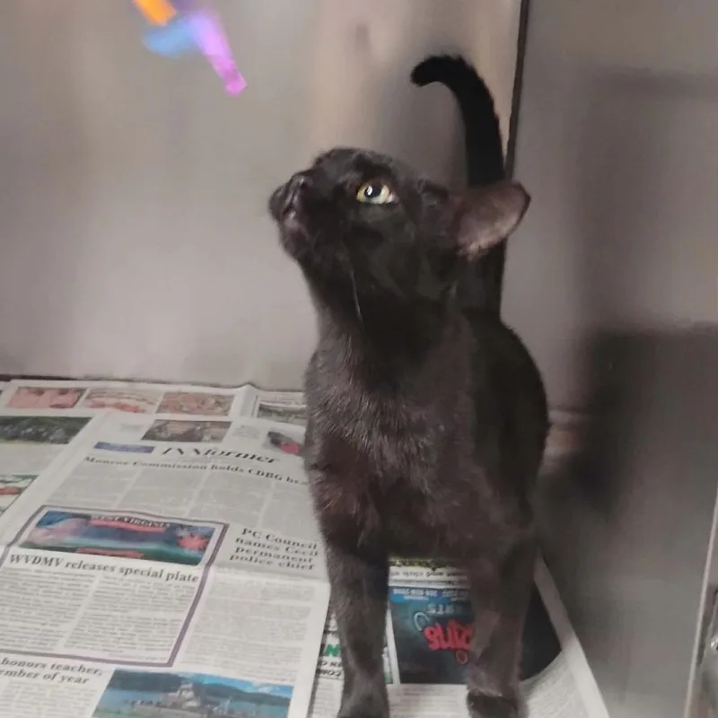 An adult small-sized female Black Domestic Short Hair cat named Mara for adoption in Washington, DC