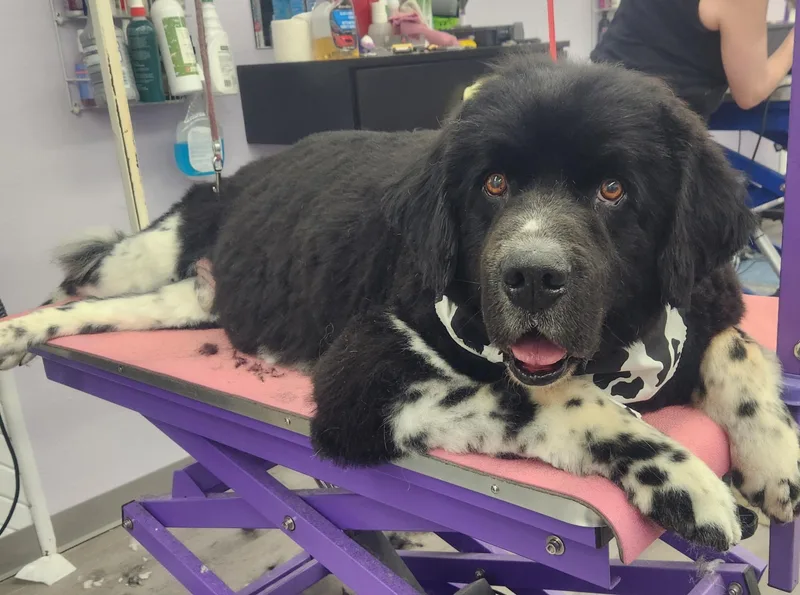 A senior extra large-sized male Black Newfoundland Dog dog named Moses for adoption in White Lake, MI