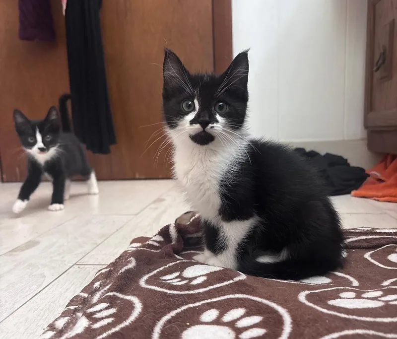 A baby medium-sized female Black & White / Tuxedo Domestic Short Hair cat named Zorrillo for adoption in Morristown, NJ