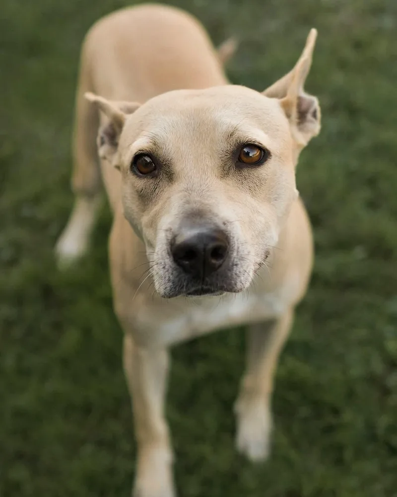 A young medium-sized female Apricot / Beige Terrier dog named Lil Bit for adoption in North Berwick, ME