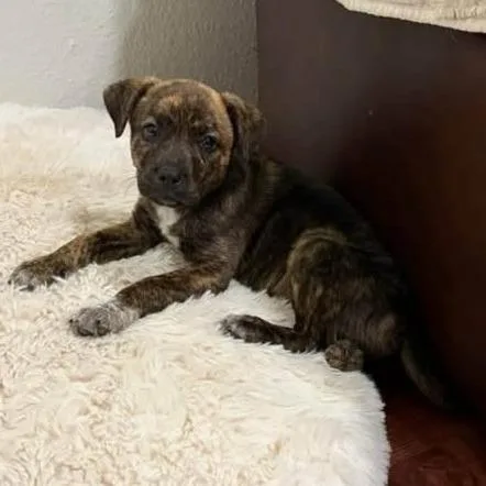 A baby medium-sized male Brindle Terrier dog named Oliver for adoption in Alma, WI