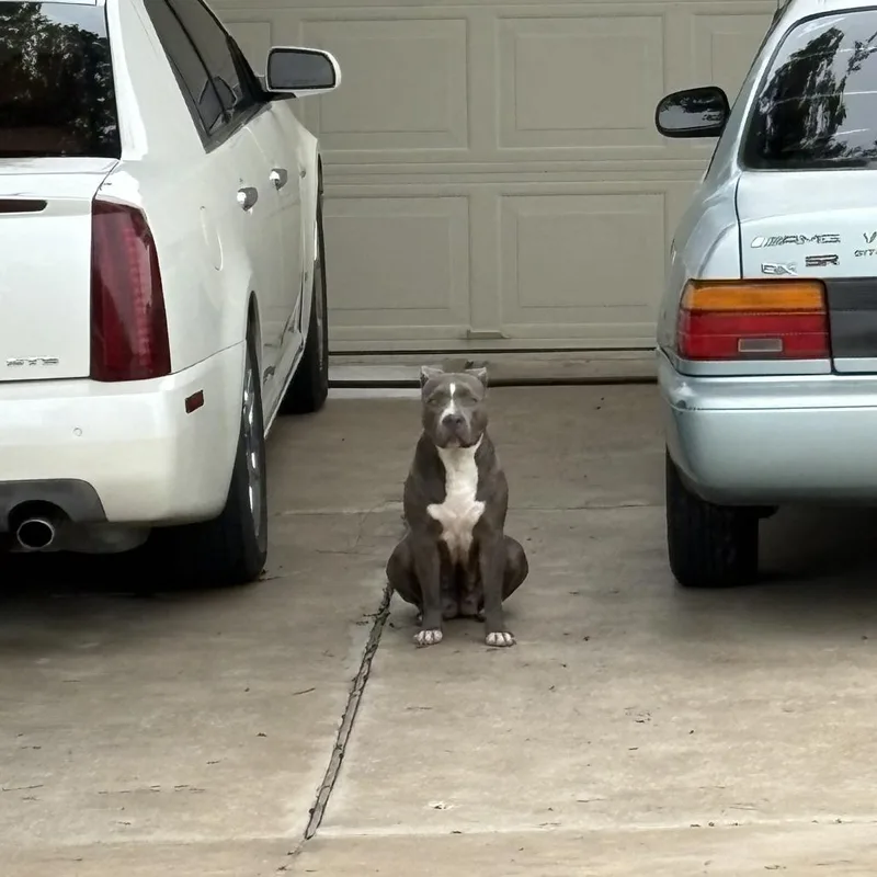 An adult medium-sized female Gray / Blue / Silver Pit Bull Terrier dog named Bloop for adoption in Austin, TX