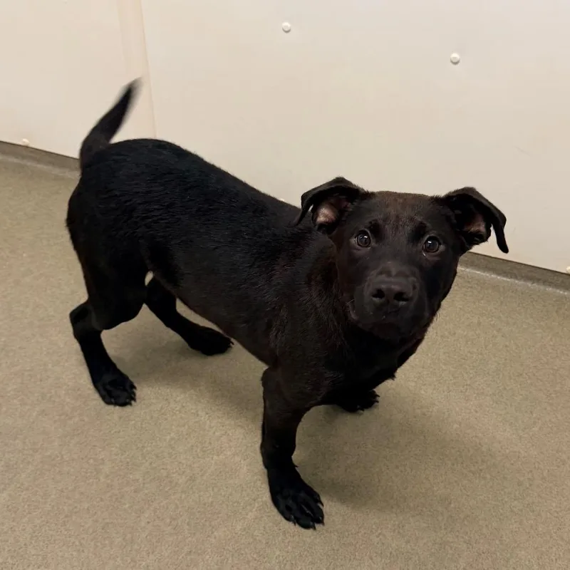 A baby medium-sized male Black Labrador Retriever dog named Mountain for adoption in Rocky Mount, VA
