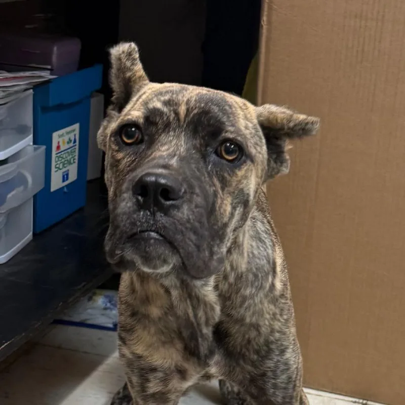 A young large-sized female Cane Corso dog named Selma for adoption in Jacksonville, AR