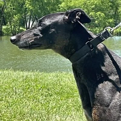 An adult large-sized female Black Greyhound dog named Farrah for adoption in Dallas, TX