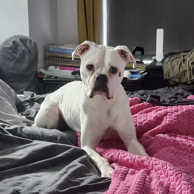 An adult medium-sized male White / Cream Boxer dog named Ned for adoption in Cedar Park, TX