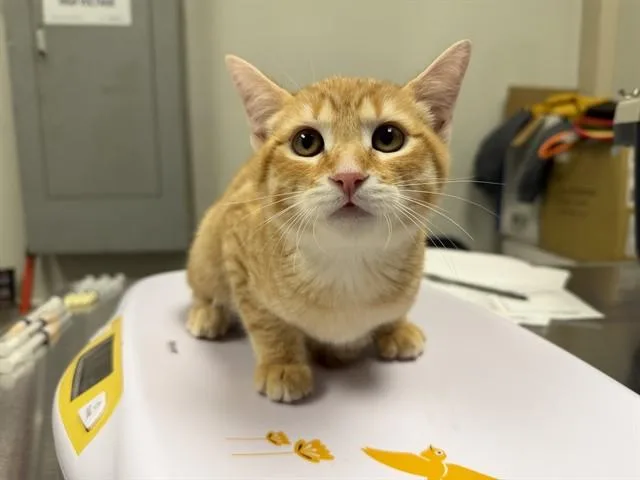 A baby medium-sized male Domestic Short Hair cat named Quasar for adoption in Ontario, CA