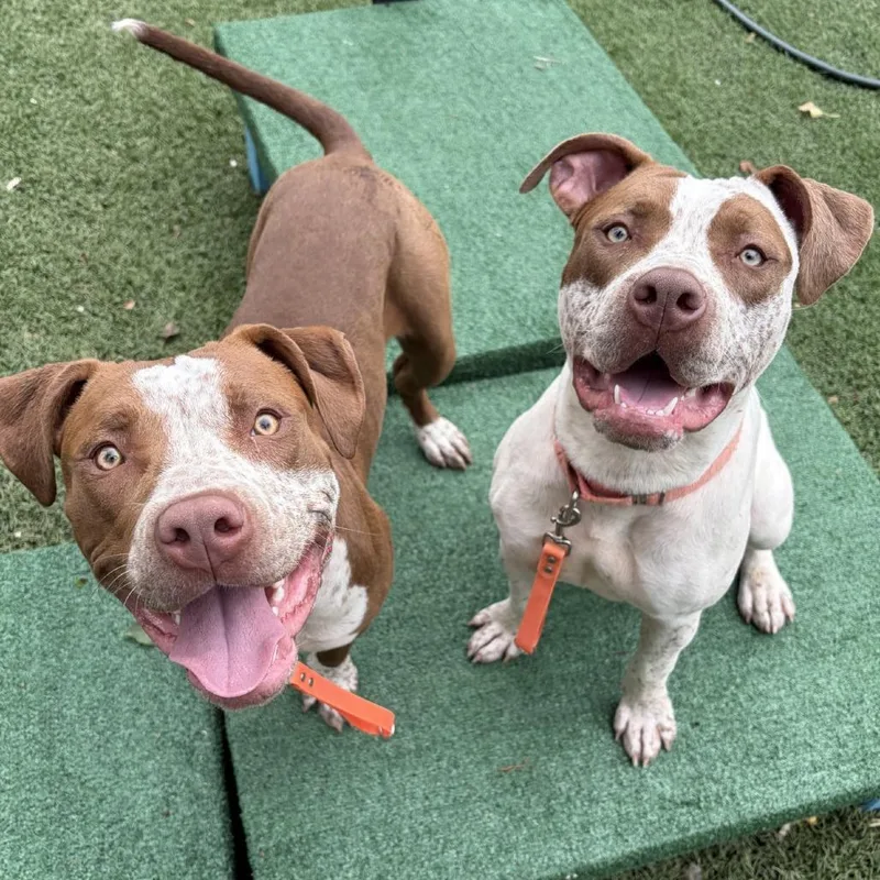 A young medium-sized female Brown / Chocolate Pit Bull Terrier dog named Cookies for adoption in Baltimore, MD