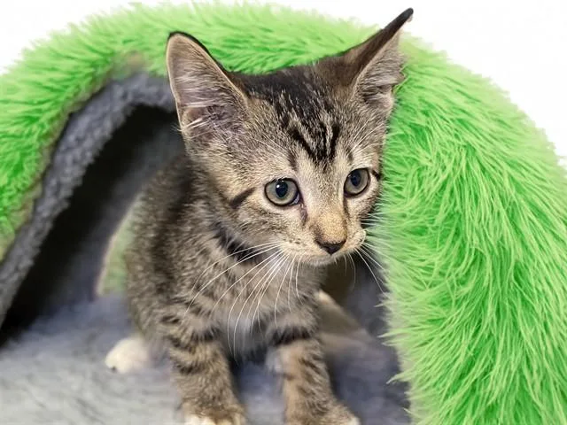 A baby medium-sized male Domestic Short Hair cat named Liu Kang for adoption in Fort Lauderdale, FL