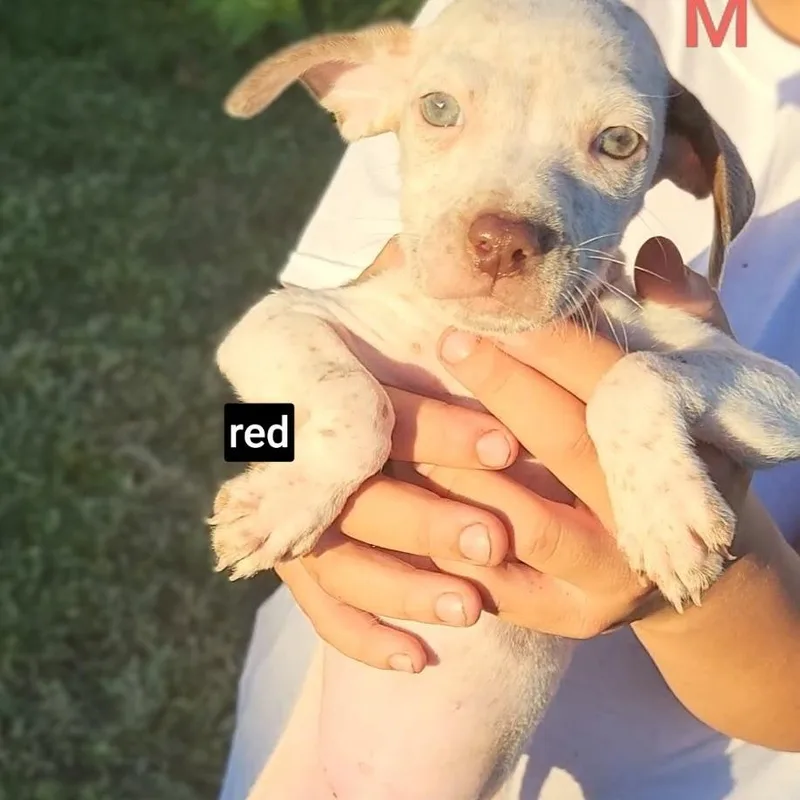 A baby medium-sized male White / Cream German Shorthaired Pointer dog named Nacho for adoption in New Orleans, LA