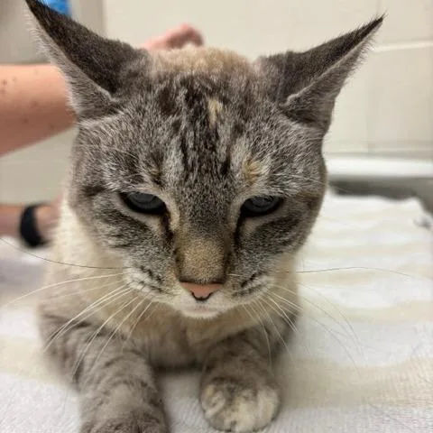 A senior large-sized female Siamese cat named Willa for adoption in Murray, UT