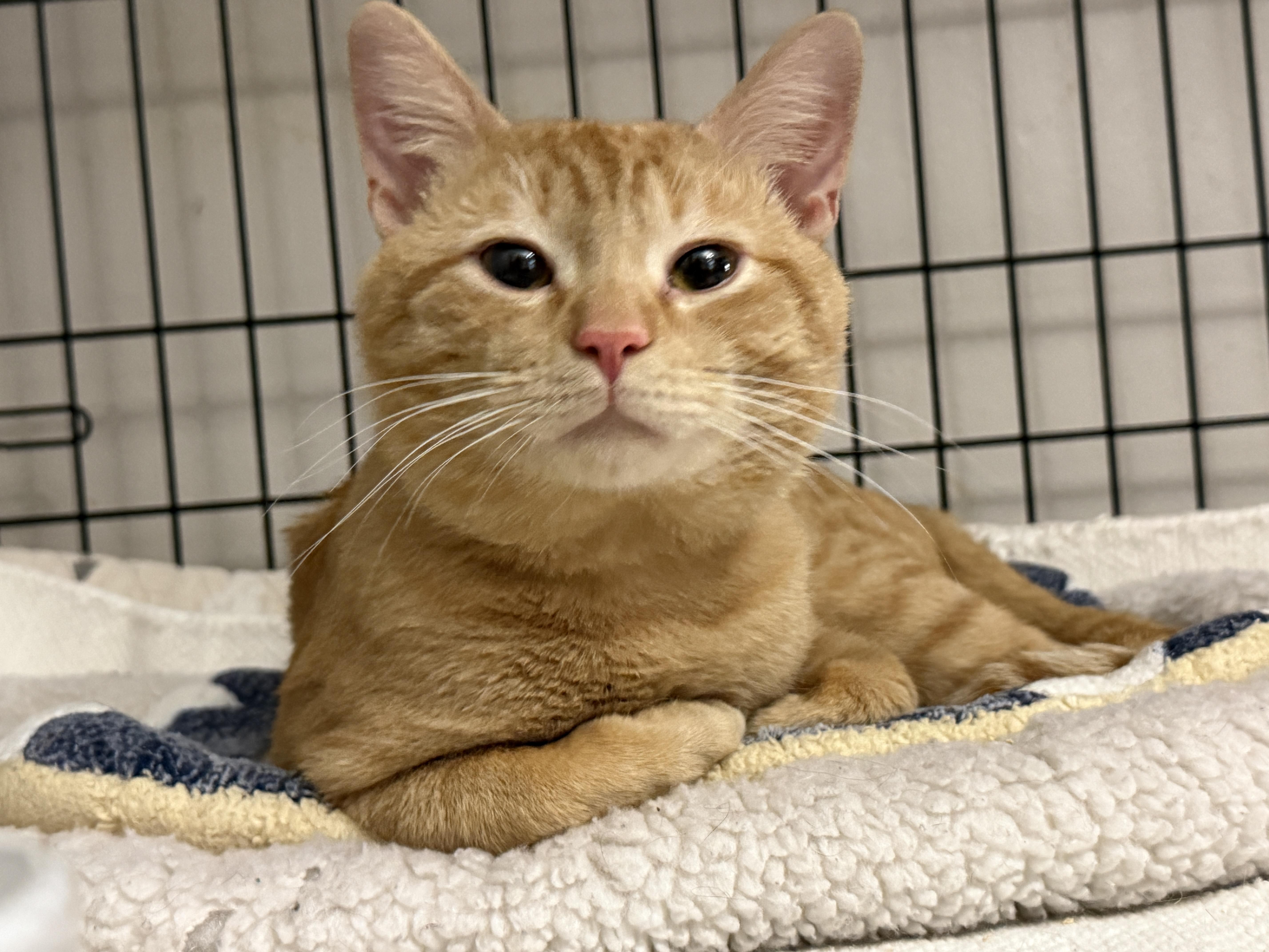 A young large-sized male Domestic Short Hair cat named Rio for adoption in Philadelphia, PA