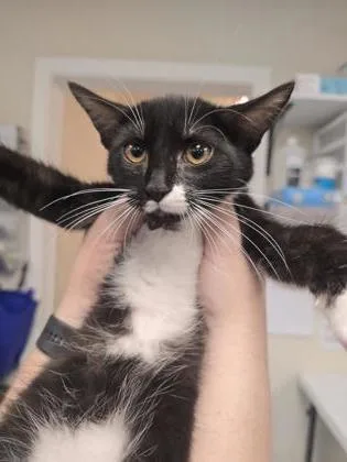 A baby small-sized male Domestic Short Hair cat named Tide for adoption in Roseville, CA