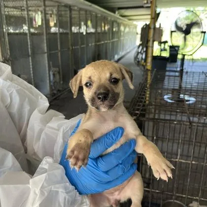 A baby medium-sized female Beagle dog named Greta for adoption in Morton Grove, IL