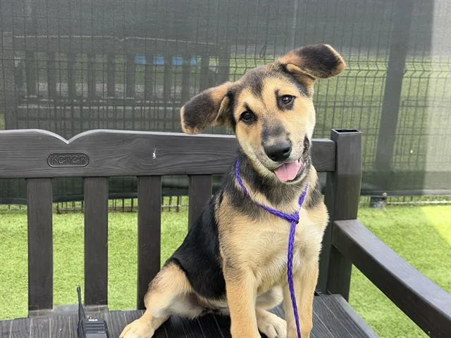 A baby small-sized female German Shepherd Dog dog named Calamari for adoption in Tustin, CA