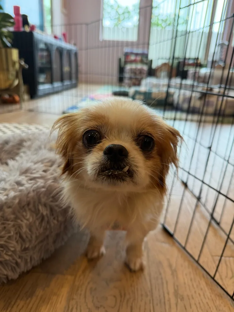 An adult small-sized female Pekingese dog named Gingersnap for adoption in Houston, TX