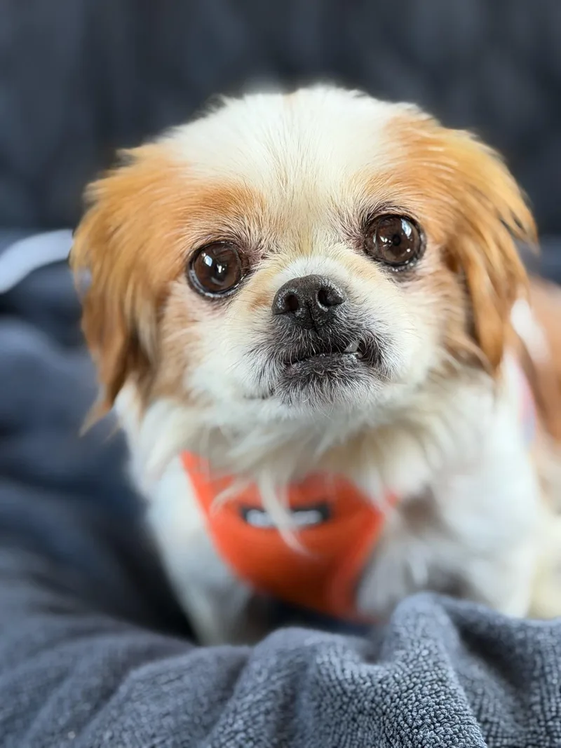 Gingersnap thumbnail 4