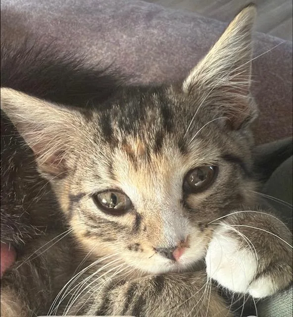 A young small-sized female Calico Domestic Short Hair cat named Independence for adoption in Webster City, IA