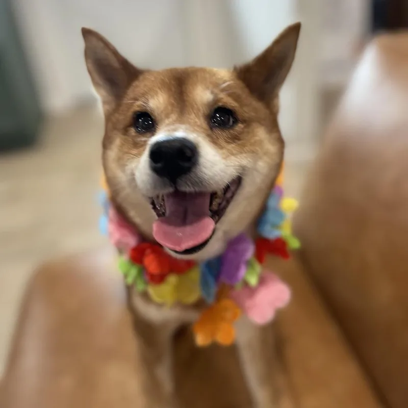 An adult small-sized female Red / Chestnut / Orange Shiba Inu dog named Roxanne for adoption in Indiantown, FL