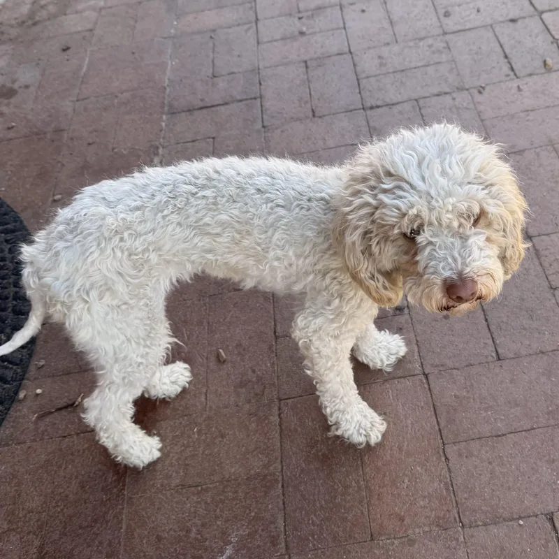 A baby small-sized female Miniature Poodle dog named Peaches for adoption in Tucson, AZ