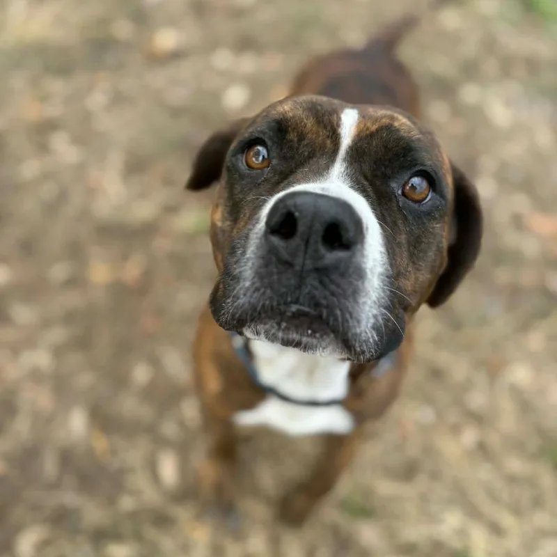 An adult large-sized female Brown / Chocolate Pit Bull Terrier dog named Bren Bren for adoption in Lake Panasoffkee, FL