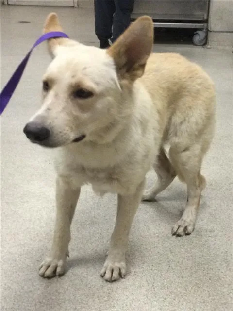 A young large-sized female Shepherd dog named Crystal for adoption in Riverside, CA