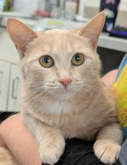 A young medium-sized female Domestic Short Hair cat named Eve for adoption in Canfield, OH