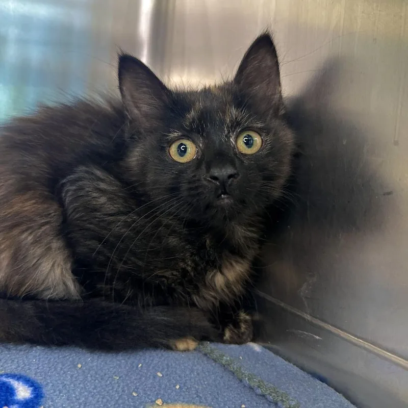A baby small-sized female Tortoiseshell Domestic Short Hair cat named Moonlight for adoption in Matteson, IL